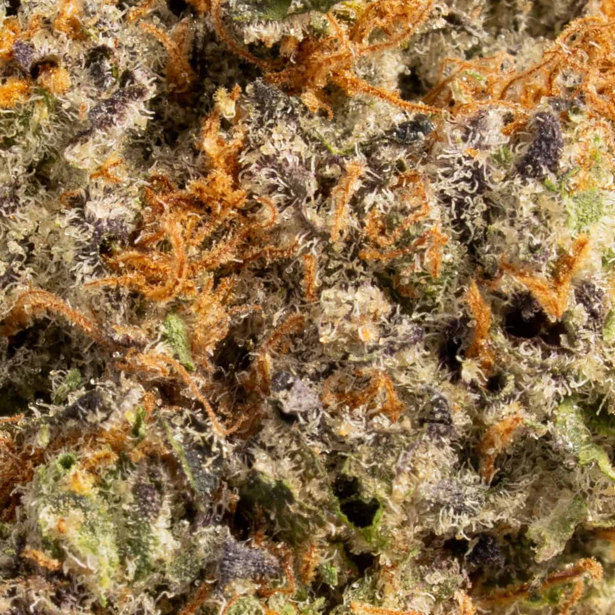 Animal Treez